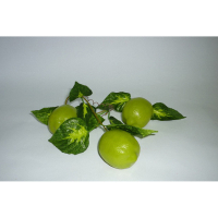 Муляж "Ветка лайма" - «globural.ru» - Кировград
