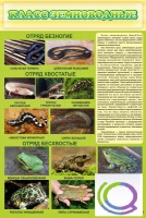 Стенд "Класс земноводные" - «globural.ru» - Кировград