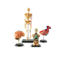 Дидактическое пособие по окружающему миру «Изучаем строение человека» (Анатомические модели) - «globural.ru» - Кировград