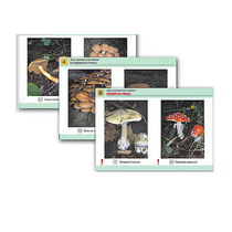 Комплект таблиц раздаточных "Грибы съедобные и несъедобные" - «globural.ru» - Кировград