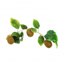 Муляж "Ветка киви" - «globural.ru» - Кировград