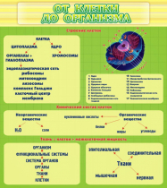 Стенд "От клетки до организма" - «globural.ru» - Кировград