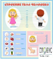 Стенд "Строение человека" для детей - «globural.ru» - Кировград