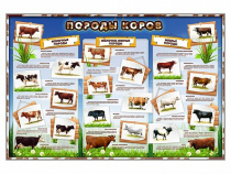 Стенд "Породы коров" - «globural.ru» - Кировград