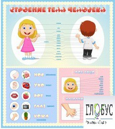 Стенд "Строение человека" для детей - «globural.ru» - Кировград